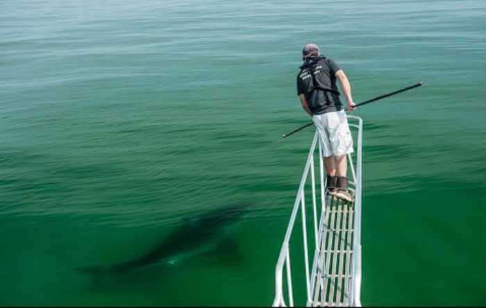 Un rechin îl atacă pe biologul Greg Skomal