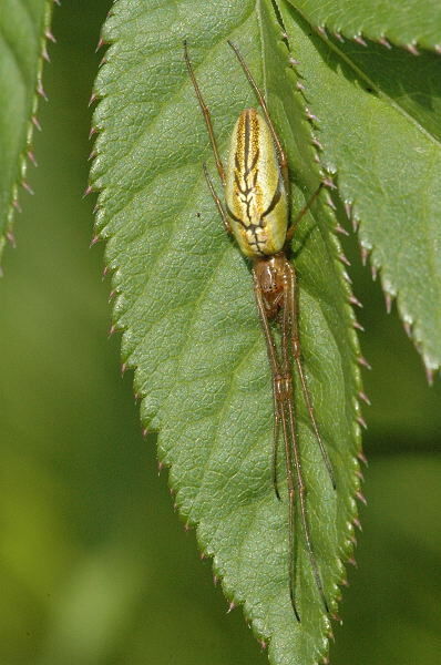 Tetragnatha (Wikipedia.org)