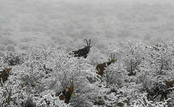 Antilope (Katjana Hoskin Ott/Snow Report SA)