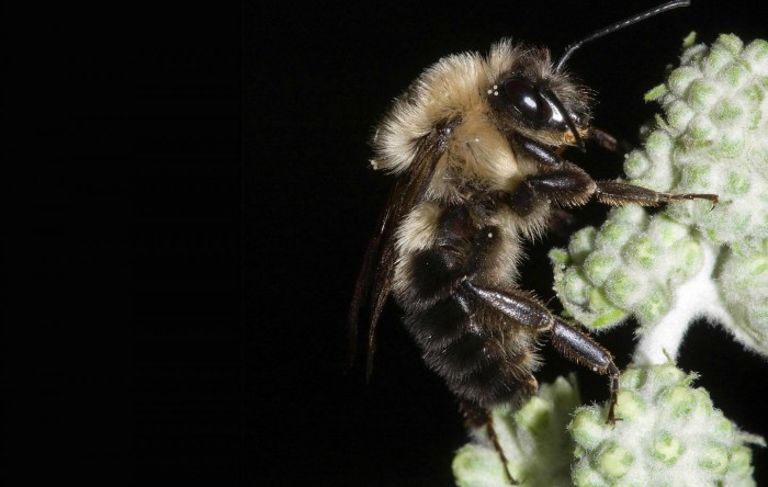 Albină (Bumble Bee Entomological Society of America)