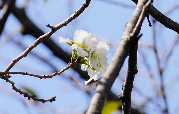 Flori de cireş