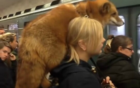 Cu vulpea la plimbare în staţia de metrou Kashirskaya din Moscova, Rusia (captură video Youtube)