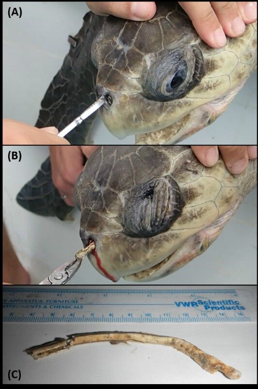  (seaturtle.org)