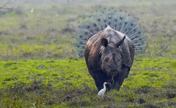  (Comedy Wildlife Photography Awards/Kallol Mukherjee)