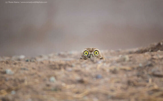  (Comedy Wildlife Photography Awards/Shane Keena)