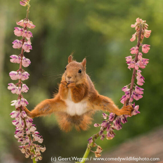  (Comedy Wildlife Photography Awards/Geert Weggen)