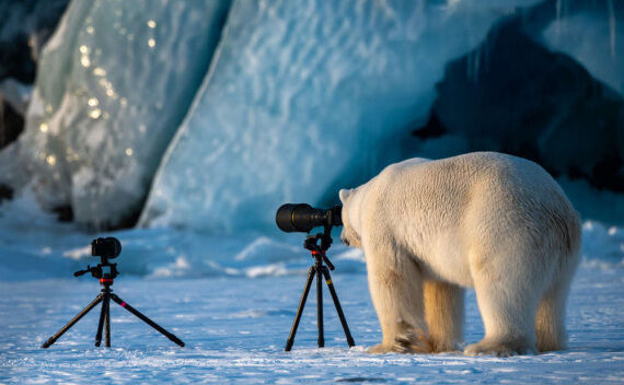  (Comedy Wildlife Photography Awards/Roie Galitz)