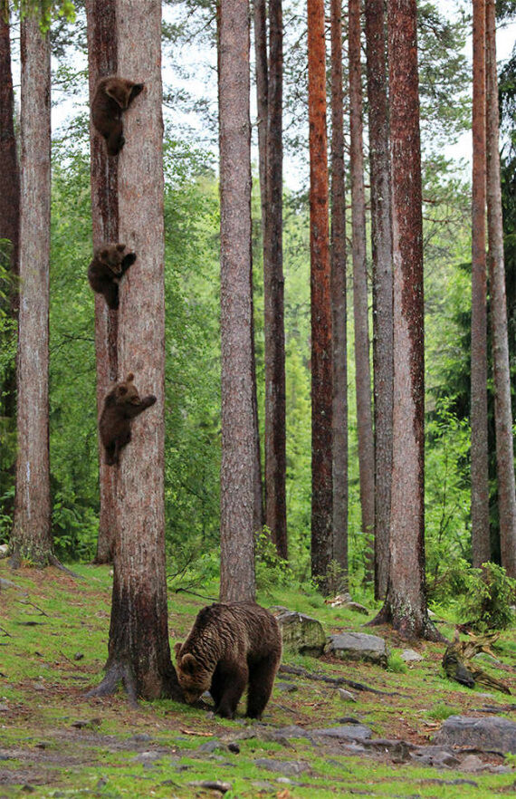  (Comedy Wildlife Photography Awards/Valtteri Mulkahainen)