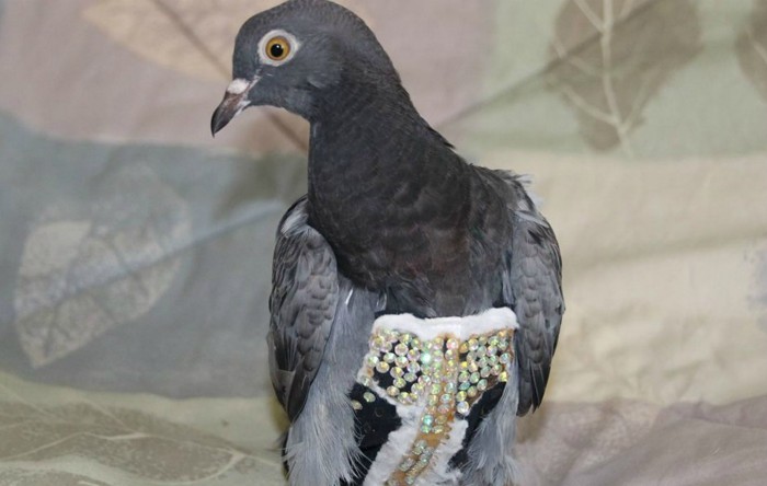Organizaţia pentru salvarea păsărilor Fallen Feathers (Pene cazute) caută proprietarul unui porumbel strălucitor
