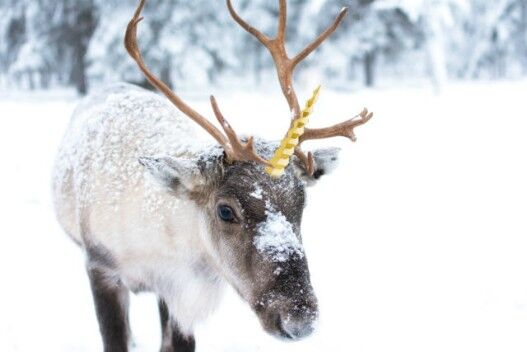 O crescătoare de reni din Norvegia descoperă un ren foarte special în turma sa, încât şi Rudolph s-ar teme să-şi piardă locul. (Foto: iStock)