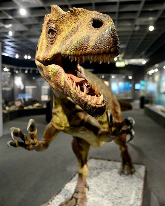 Allosaurus (Photo: Caroline Seidel/picture alliance via Getty Image)