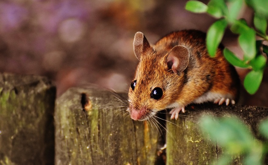 Ultimul studiu realizat de aceştia arată că şoarecii au abilităţi muzicale.