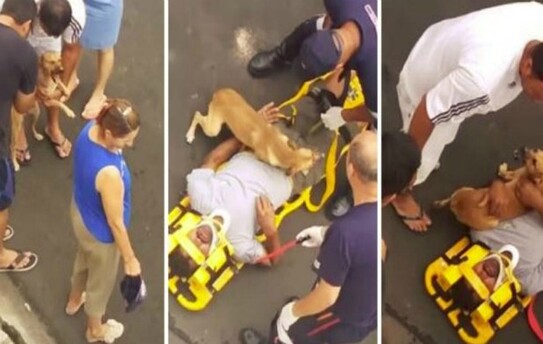 Câinele îşi protejează stăpânul (captură video Youtube)