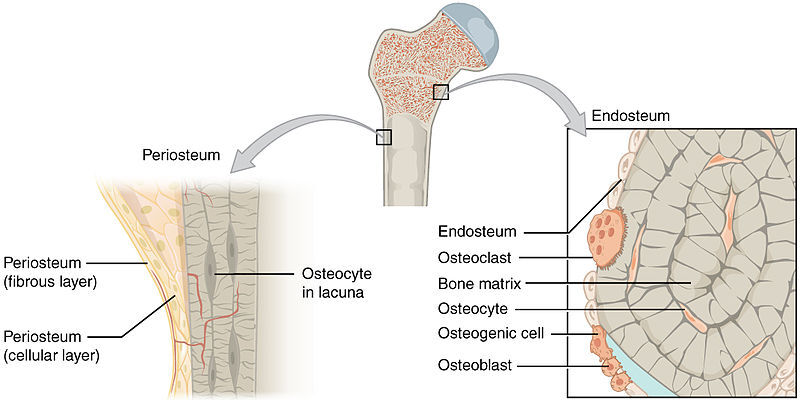 Endosteum (Wikipedia.org)