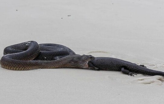 Şarpe (Foto: Holly King/Facebook)