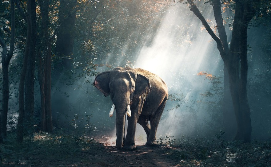 Elefant. (pixabay.com)