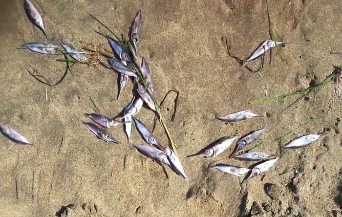 Peşti morţi pe plajele din sudul Insulei Gran Canaria, Spania