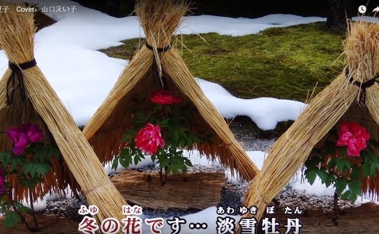 Bujorii de iarna sunt feriti de zapada sub aceste "umbrare" din paie. (Screenshot Youtube)