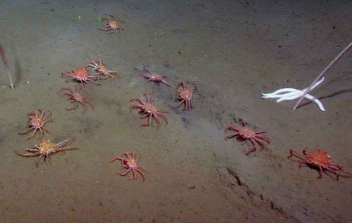Crabi "Chionoecetes tanneri" pe fundul mării