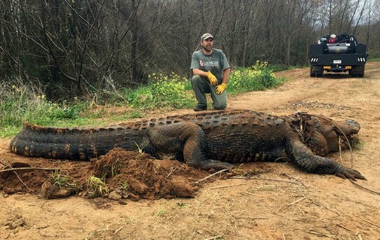 Caiman (Photo courtesy Ga. Dept. of Natural Resources)