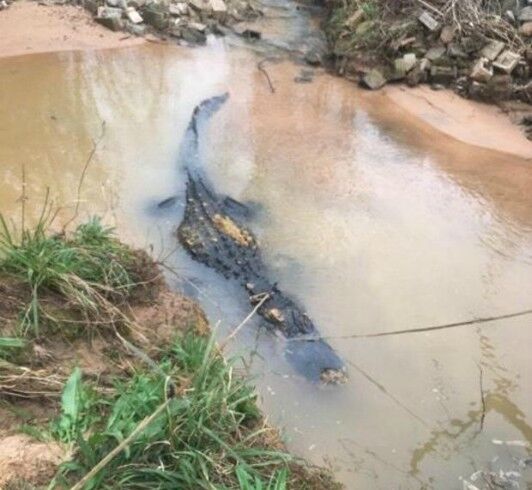 (Photo courtesy Ga. Dept. of Natural Resources)