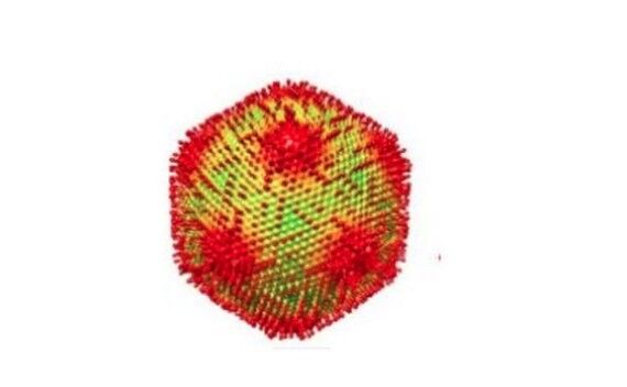 Medusavirus (G. Yoshikawa et al./J. Virol. 2019 CC BY 4.0)