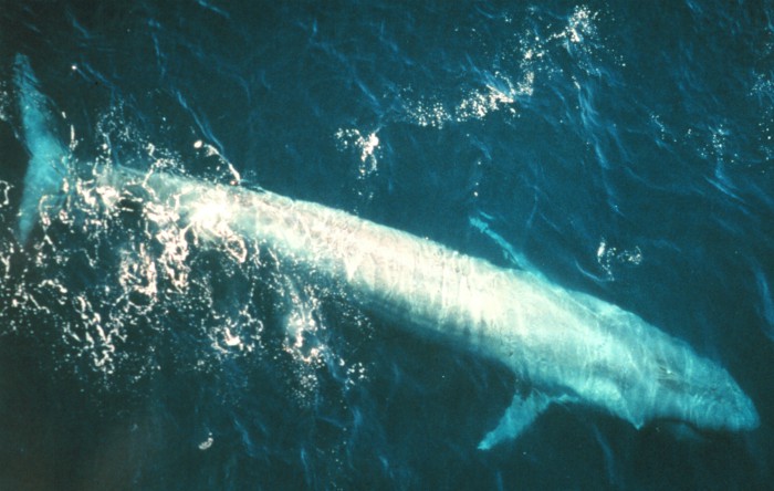 Balena albastră (Balaenoptera musculus)