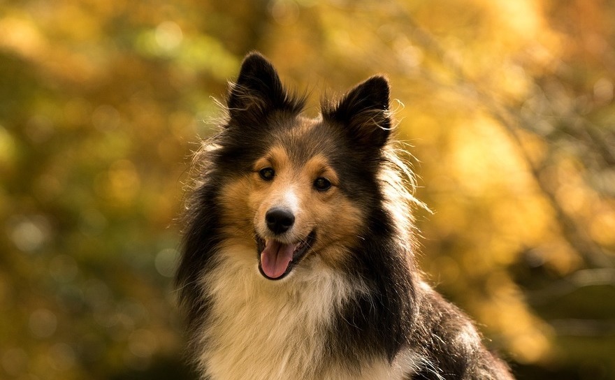 Potrivit unui studiu, coada câinilor se dovedeşte a fi un dispozitiv inteligent de comunicare. (pixabay.com)