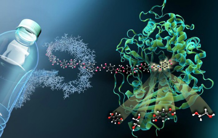 Reprezentarea grafică a uneia dintre cele două enzime care degradează PET-ul