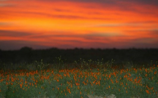  (Antelope Valley California Poppy Reserve State Natural Reserve)