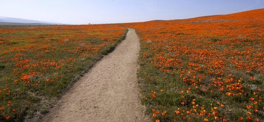  (Antelope Valley California Poppy Reserve State Natural Reserve)
