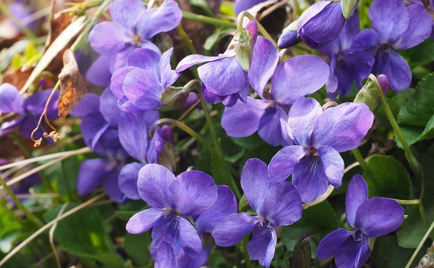 Toporaş (violetă)