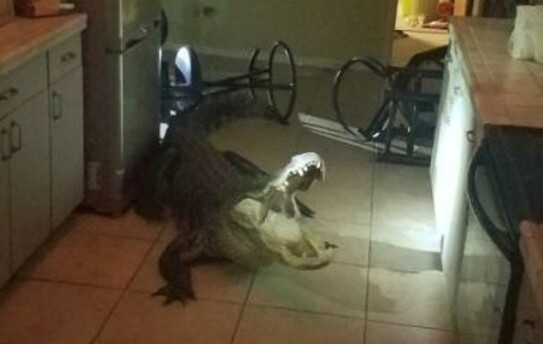 Aligator (screenshot tramite video Youtube)