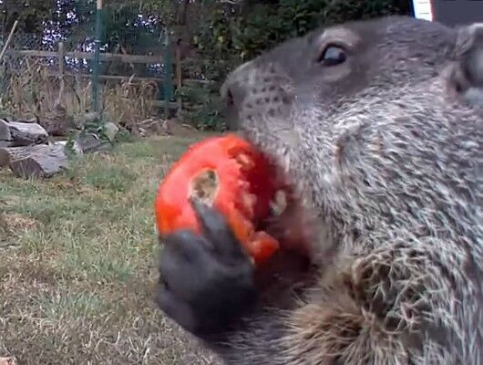 Marmota (screenshot tramite video Youtube)