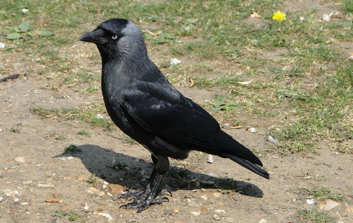 Stăncuţa (Corvus monedula)