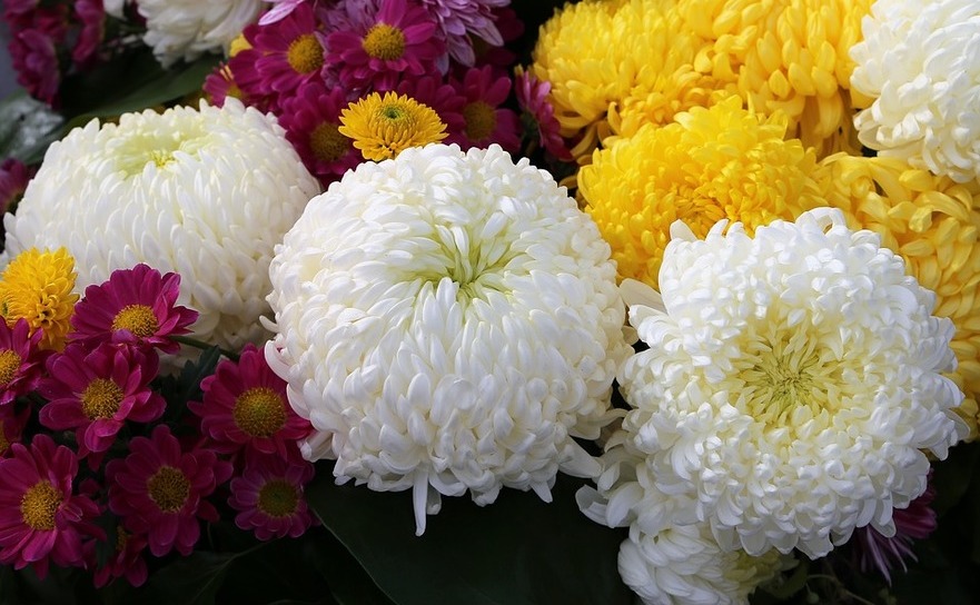 Crizanteme (Pixabay.com)