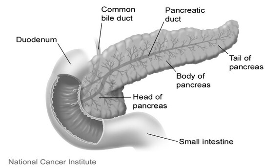 Anatomia pancreasului (wikipedia.org)