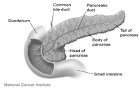 Anatomia pancreasului (wikipedia.org)