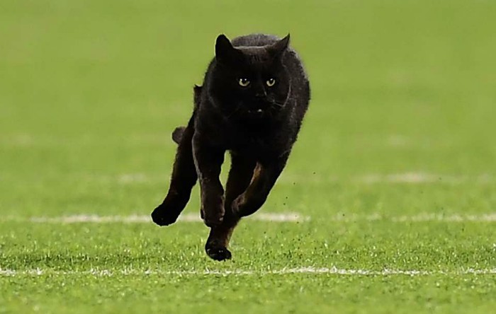 Pisică neagră