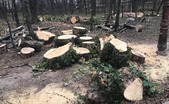 Copaci tăiaţi în Parcul Herăstrău (Eco-Civica)