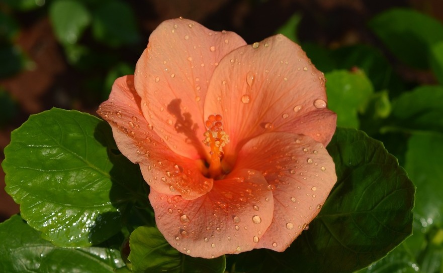 Hibiscus rosa-sinensis sau Trandafirul japonez (pixabay.com)
