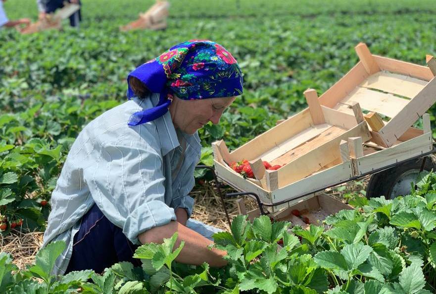 Agricultor din R. Moldova (The Epoch Times România)