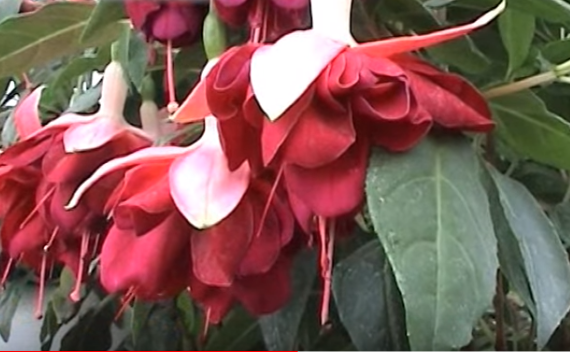 Fuchsia - Cerceluş (Youtube.com)