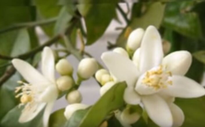 Delicata aromă a florii de portocal [video]