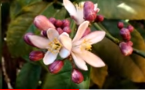 Floare de lămîi (Youtube.com)