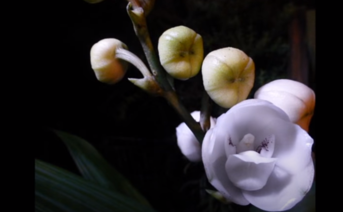 Orhideea porumbel (Peristeria elata) (Youtube.com)