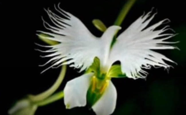 Orhideea porumbel (Peristeria elata) (Youtube.com)