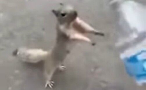 (screenshot tramite video Youtube)