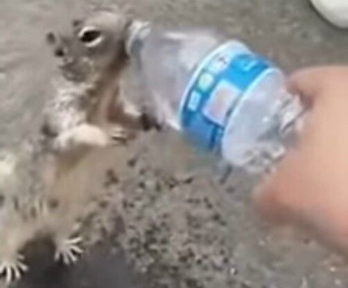 (screenshot tramite video Youtube)