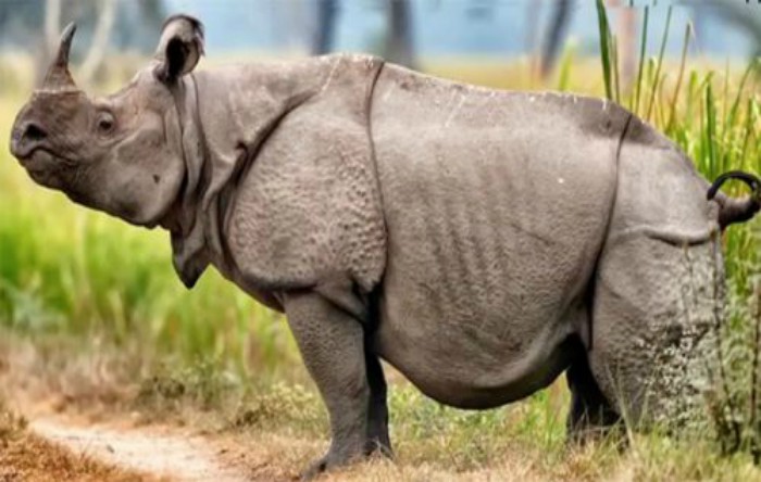 Rinocer Java (Rhinoceros sondaicus)